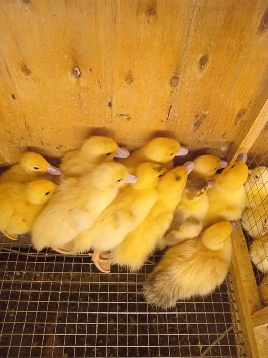 Продам, ИНДОутята недельные