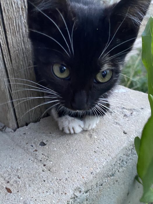 Отдаётся котёнок в добрые руки