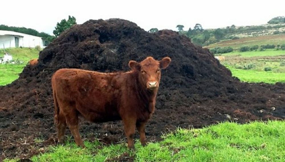 Перегной коровий 3 КАМАЗа