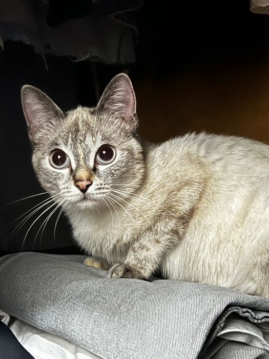 Отдаю кошку в хорошие руки