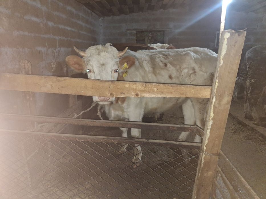 Қашар, баспақ қашар, еркек бұзаулар сатылады