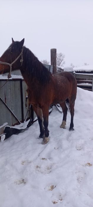 Ат сатылад, продается Конь