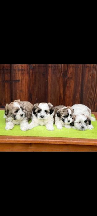 Vindem 4 miori bucălăi  și două oi la al  treilea miel!