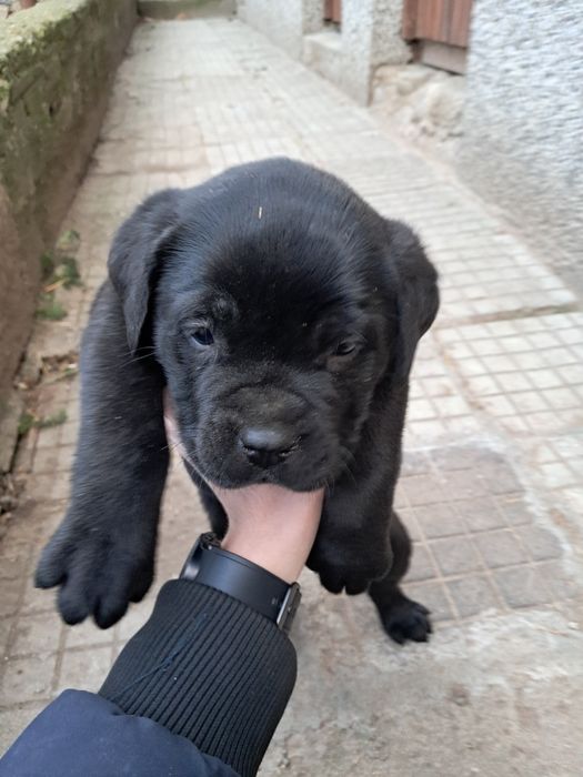 Мъжко Кане Корсо