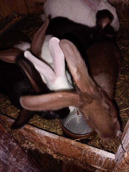 Iepuri adulti si tineret