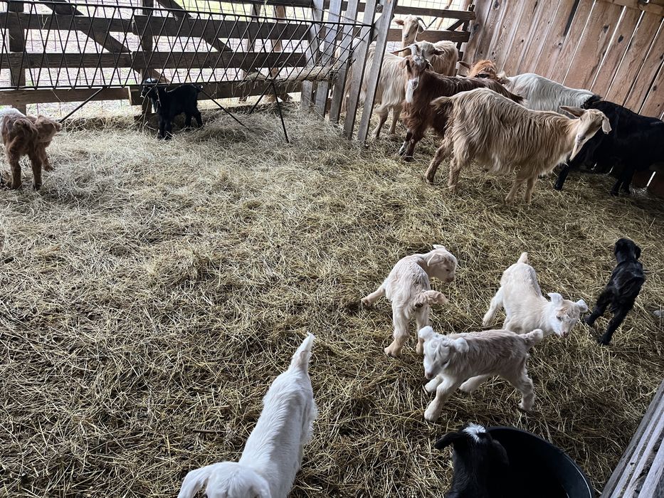 De vanzare capre cu iezi