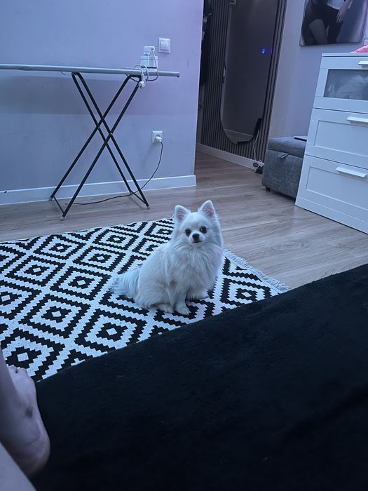 Вязка немецкий Шпиц мальчик