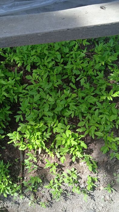 Рассада помидор розовые