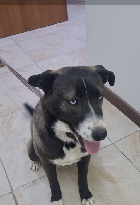 Тинки ищет дом. Доставлю!