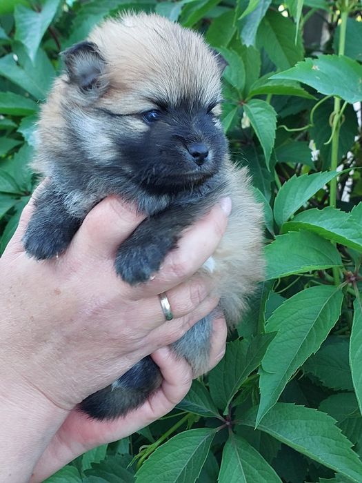 Продам щенков шпица.