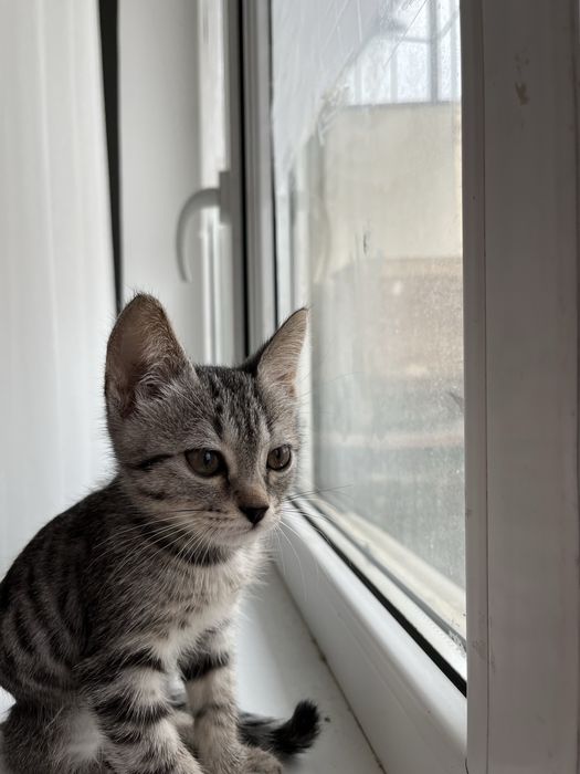 Котик в добрые руки