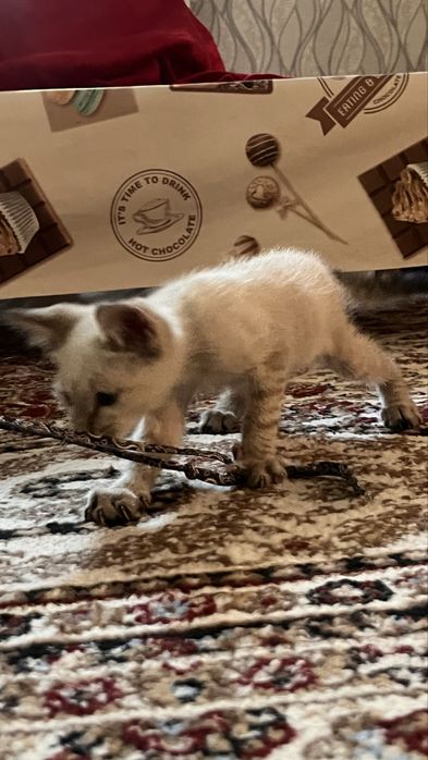Продается сиамский котенок