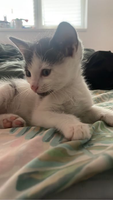 pisica spre adoptie