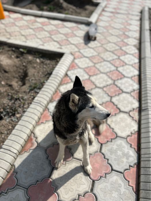 Хаски 5-7месяцев щенок