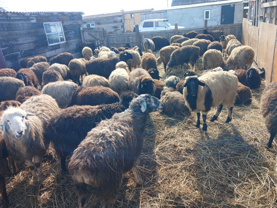 Баранина с ягненком