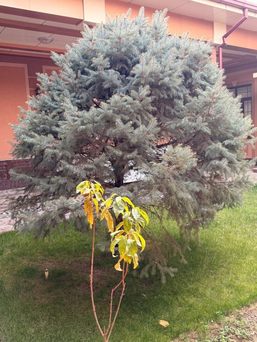 Голубой ель продаётся