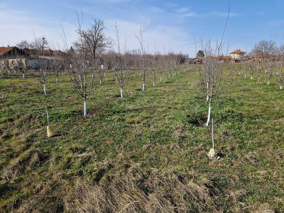 Земеделска земя с 150 сливови дръвчета,кладенец и капково напояване