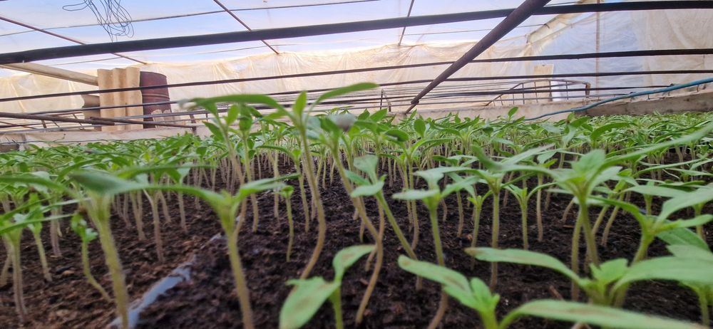 Răsad roșii Prekos,Paris si Riana