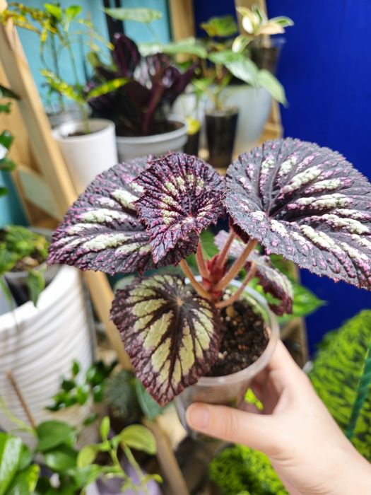 Бегония разных сортов