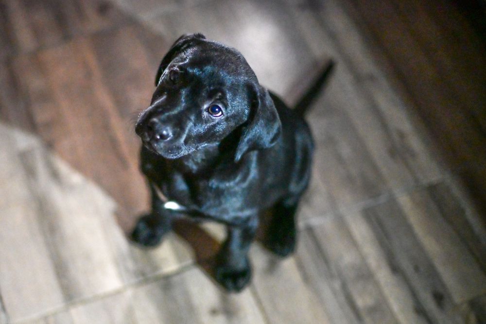 Labrador retriever fetițe