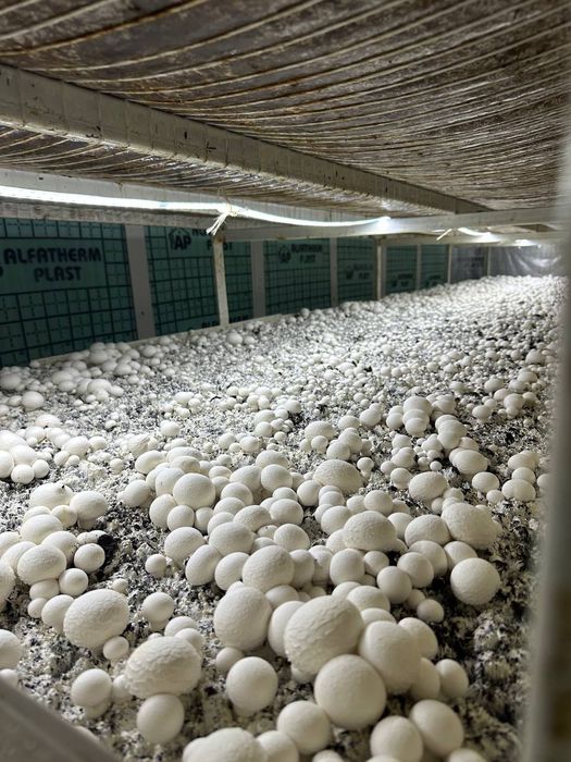 Qoʻziqorin sotish va yetishtirish