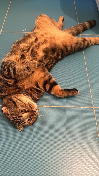 Вязка шотландского кота