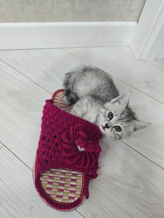 Отдам котенка в хорошие руки!