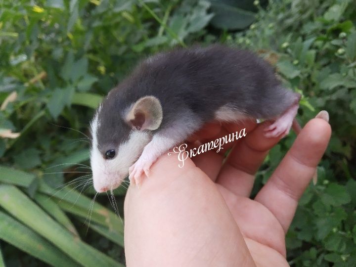Крысы дамбо хаски разные