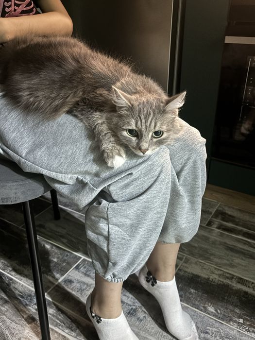 Отдам котиков в добрые руки