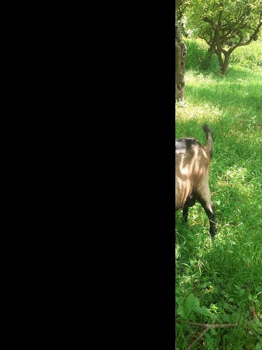 Tap de rasa de vânzare