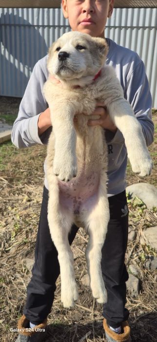 Алабай щенки сао продам срочно