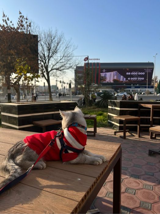 Ismi dudu, sog”lom