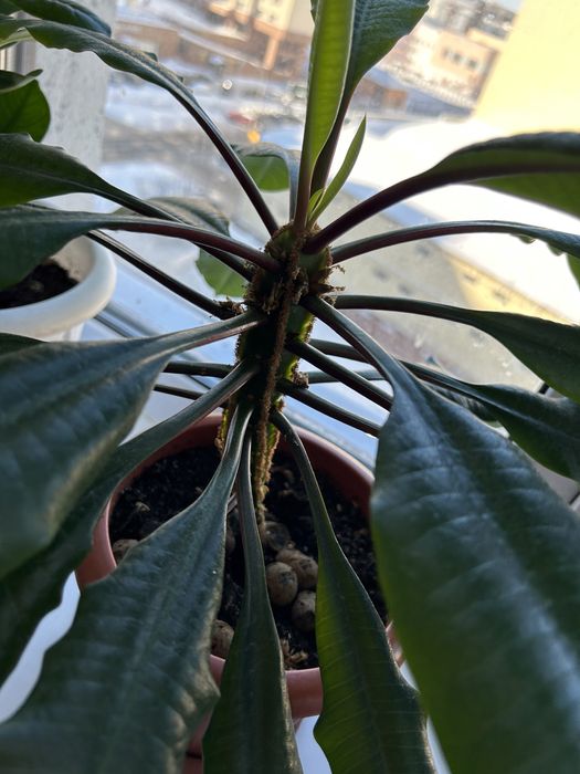 Продам растение молочай