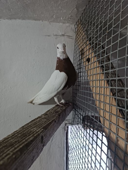 Продаются голуби