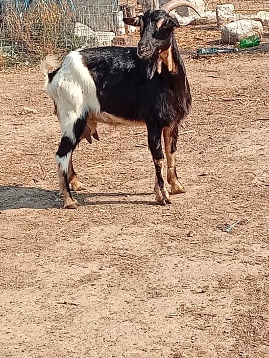 Disponibile capre tinere