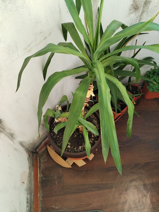 Plante apartament