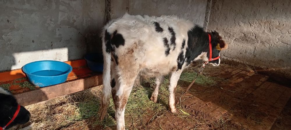 Бука бык бир жасар 2 еу