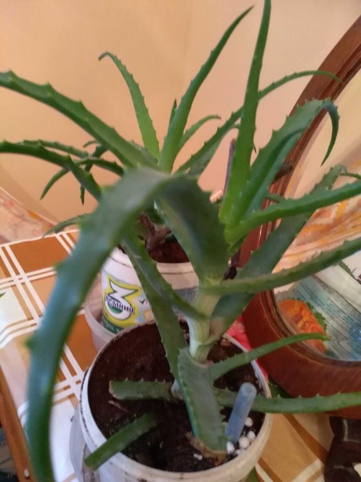 саженцы орехов, Хоста (Функия), папоротники, ландыши, Ирисы, пионы