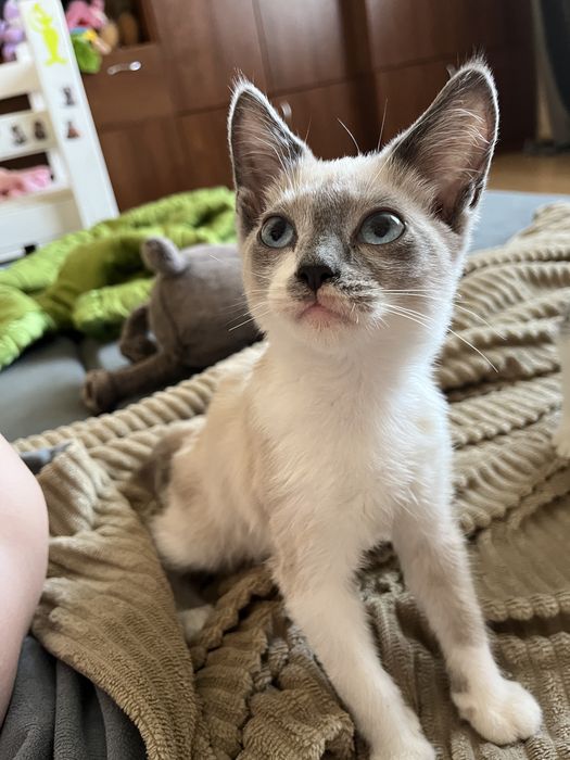 Отдам котят бесплатно