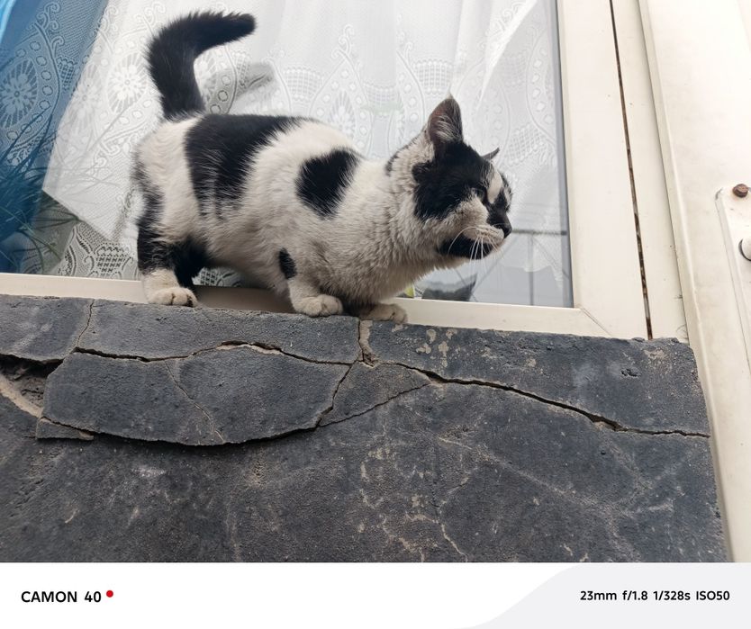 Отдам кошку,нашли на улице.