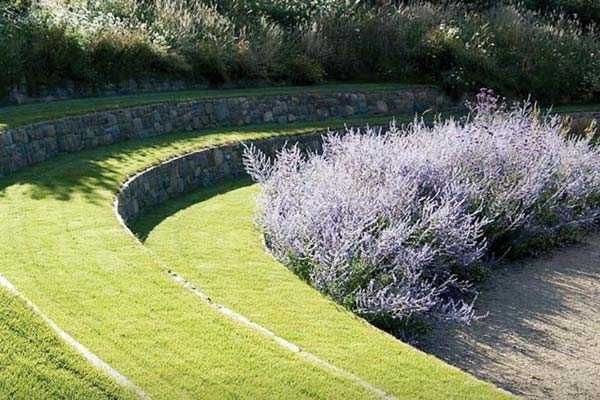 Levantica lavandula Salvia siberiana