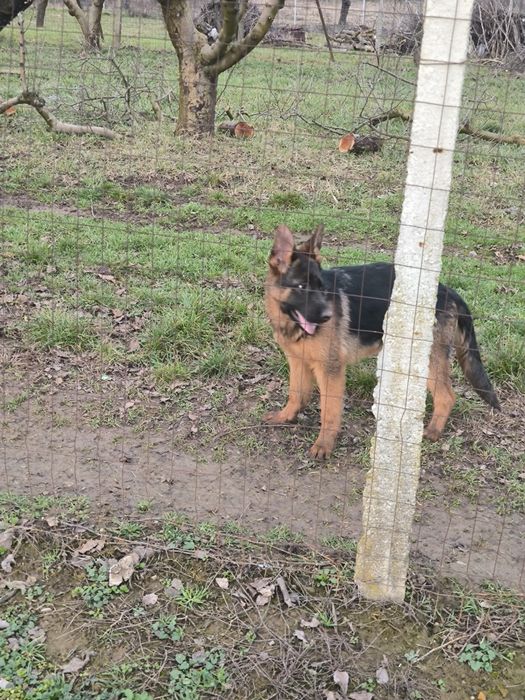 Pui de ciobanesc german cu pedigre.