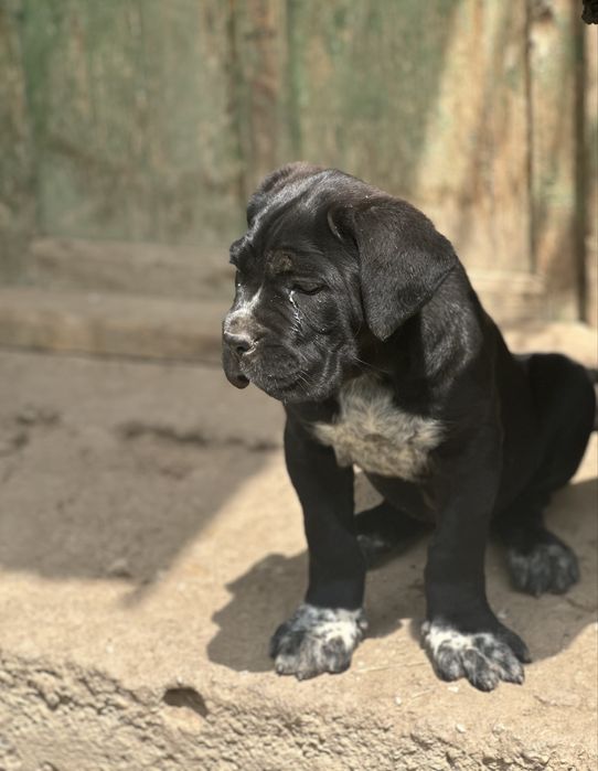 Femela Cane Corso black!