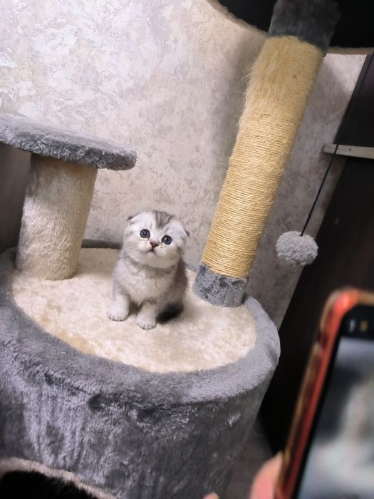 Котята от правильной вязки