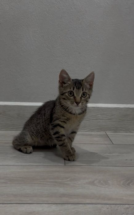 Мышелов котенок отдаем в добрые руки