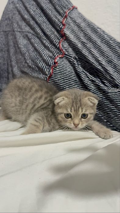 Котенок  шотланский