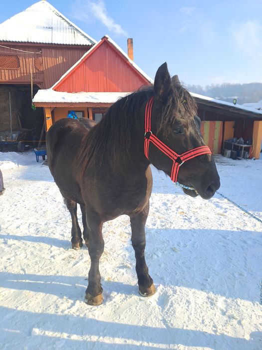 Vând pereche mânji