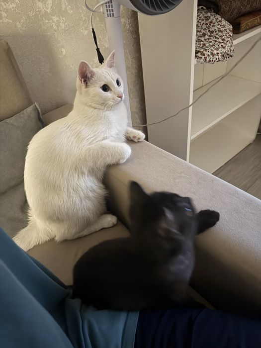 Отдам котенка в хорошие добрые руки