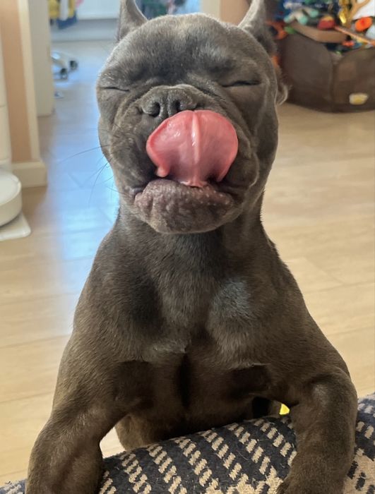 Французский бульдог