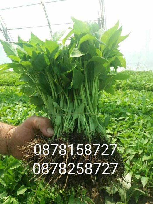 Продавам разсад за Пипер,Домати,Краставици и др.